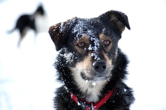 Nanuk im Schnee