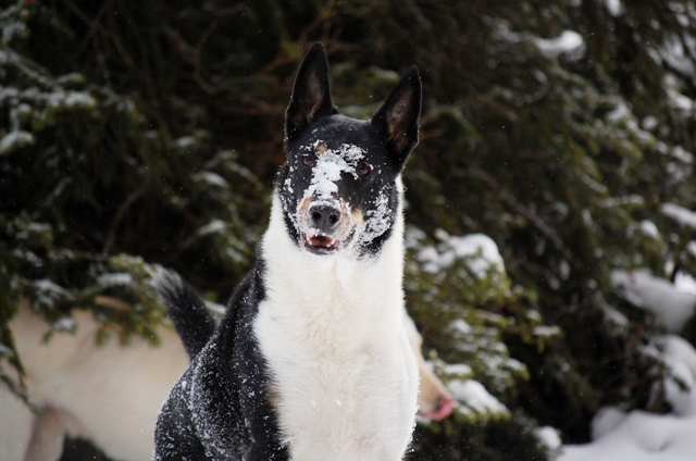 Diego im Schnee