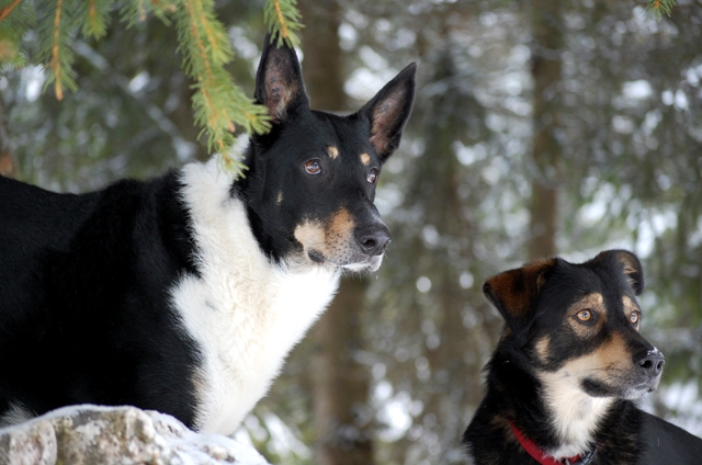 Diego und Nanuk schauen gespannt