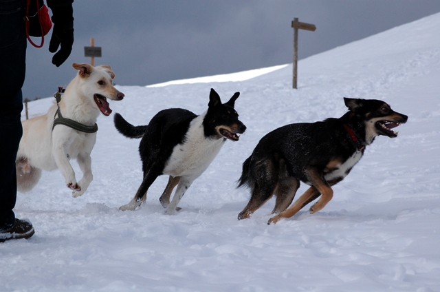 Nanuk, Diego und Velos - drei Hunde im Schnee