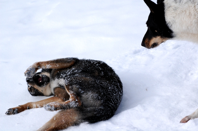 Nanuk wälzt sich im Schnee