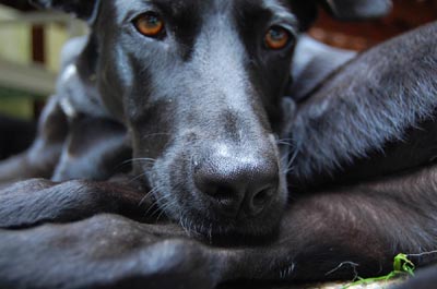 Luna-a18130082
