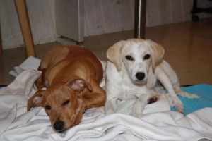 Sunny und seine Freundin